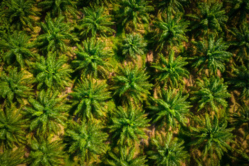 Aerial view of a palm oil industrial tree plantation pattern