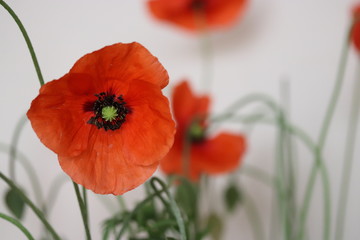 Red poppy flower in a field