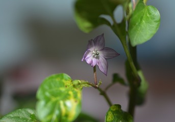 Delicate purple flower of decorative  chilli pepper (capsicum annuum) close-up on a blurred background