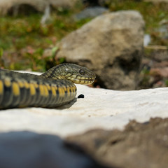 Selective focus on the reptile's head. Common Water Snake (Natrix). The snake Natrix lies on a white stone. Python is black and orange. The Mora snake looks ahead. Square footage.