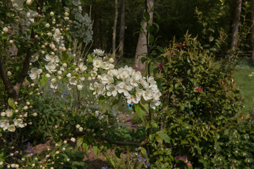 Fototapeta premium Early Morning Sun on the Spring White Blossom of a Crab Apple Tree (Malus 'Indian Magic') Growing in a Woodland Garden in Rural Devon, England, UK