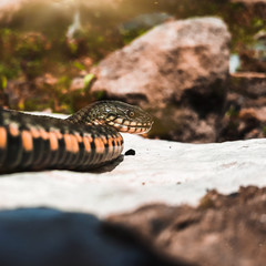 Selective focus on the reptile's head. Common Water Snake (Natrix). The snake Natrix lies on a white stone. Python is black and orange. The Mora snake looks ahead. Square footage.