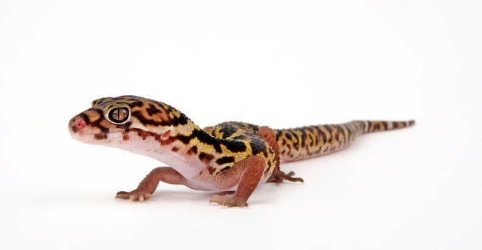 western banded gecko / Geb&auml;nderter W&uuml;stengecko, Krallengecko (Coleonyx variegatus)