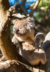 Koala in the wild on Kangaroo Ireland, Australia. 