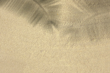 sand texture background with palm leaf shadow
