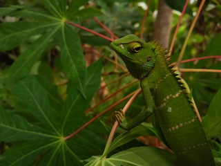 green lizard on a branch