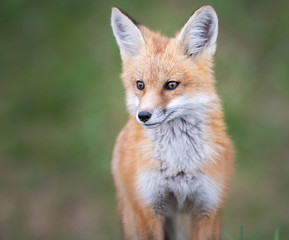 Red fox kit in the wild