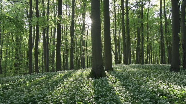 White ramson in Hainich National Park, Thuringia, Germany