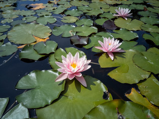 Ninfea. Water lilies on the top of a pond.