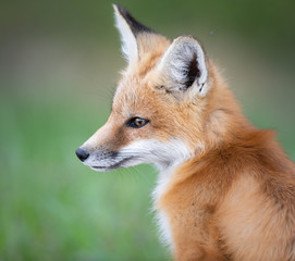 Red fox kit in the wild