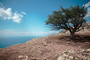 Fototapeta na wymiar A tree on top of the Ilyas-Kaya mountain in Crimea. Sea view. Rest, travel, adventure