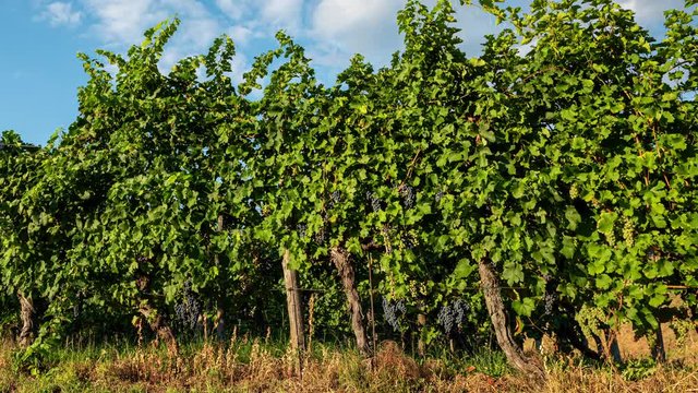 Timelapse of rows of grapevine with bunches of red wine and blue sky