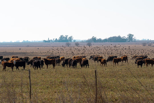 Amanecer en el campo Argentino