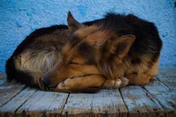sleeping dog