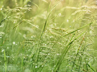 Drops of dew on the grass in defocus