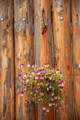 A pot with pansies hangs against the background of a wooden wall.