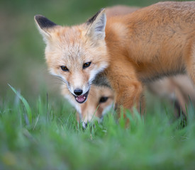 Red fox kit in the wild