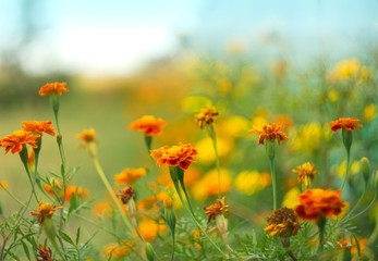 Obraz na płótnie Canvas Orange flowers marigolds in the early morning on a blurred natural background