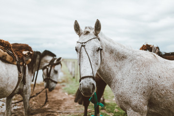Obraz premium Caballos del campo