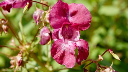 Obraz premium Blühende Alpenblumen im Hochgebirge