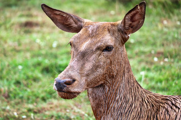 Fototapeta premium Deer in a grass field