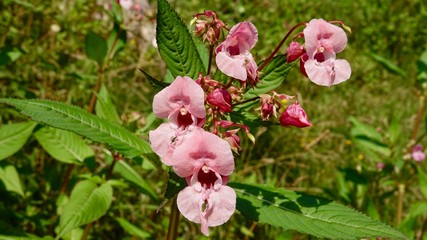Blühende Alpenblumen im Hochgebirge
