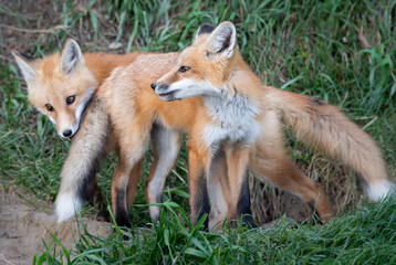 Red fox kit in the wild