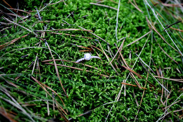 moss on the ground