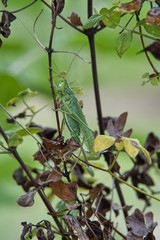 Close up, Nahaufnahme einer grünen Heuschrecke, Tettigonia viridissima zwischen Blättern