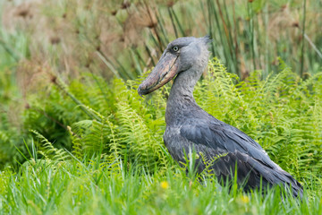 Prehistoric-looking Shoebill Stork in the Mabamba Swamps of Lake Victoria at Entebbe, Uganda, Africa.