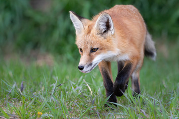 Red fox kit in the wild