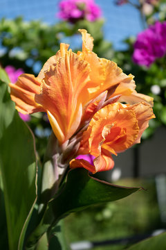 Canna Indica, Blüte Westindisches Blumenrohr