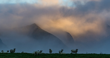 sheep grazing in a grass meadow on the Dingle peninsula during misty morning, County Kerry, Ireland
