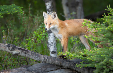 Red fox kit in the wild