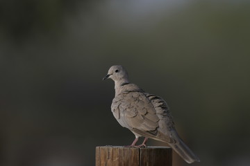 Laughing Dove