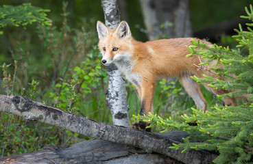 Red fox kit in the wild