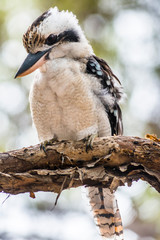 Blue-winged Kookaburra seen on Fraser Island, Queensland, Australia.