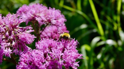 Blühende Alpenblumen im Hochgebirge