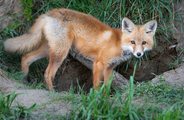 Fototapeta premium Red fox kit in the wild