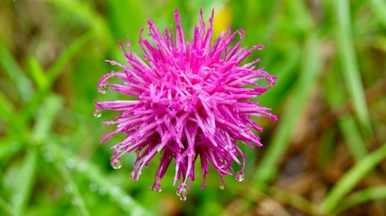 Blühende Alpenblumen im Hochgebirge