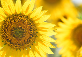 Fototapeta premium girasoles en el campo