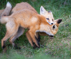 Red fox kit in the wild