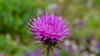 Blühende Alpenblumen im Hochgebirge