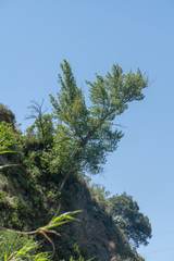 Obraz premium trees on the mountainside