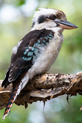 Blue-winged Kookaburra seen on Fraser Island, Queensland, Australia.