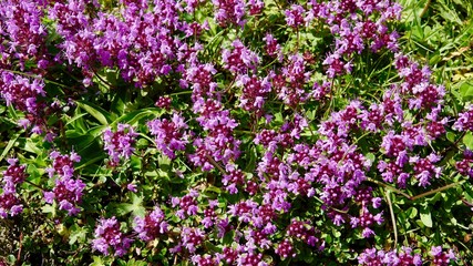 Blühende Alpenblumen im Hochgebirge