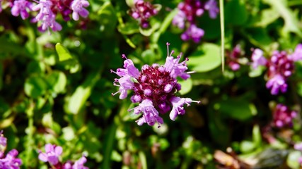 Blühende Alpenblumen im Hochgebirge