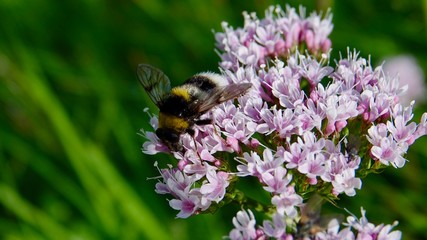 Blühende Alpenblumen im Hochgebirge