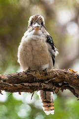 Blue-winged Kookaburra on Fraser Island, Australia. 