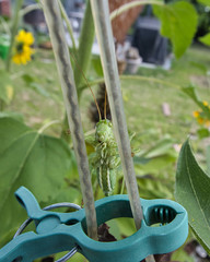 Close up, Nahaufnahme einer gr&uuml;nen Heuschrecke, Tettigonia viridissima zwischen Bl&auml;ttern